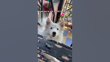 You’re my ✨BEST FRIEND✨ib:henrymoodie 🥰  #fypシ゚  #dog #dogshorts #dogvideos #cutedogs #puppy