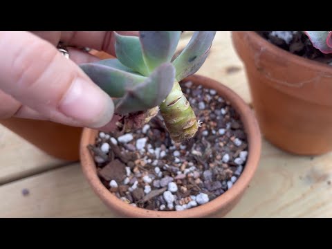 Video: Puas Yog Succulents Lom Rau Caj Thiab Dev?