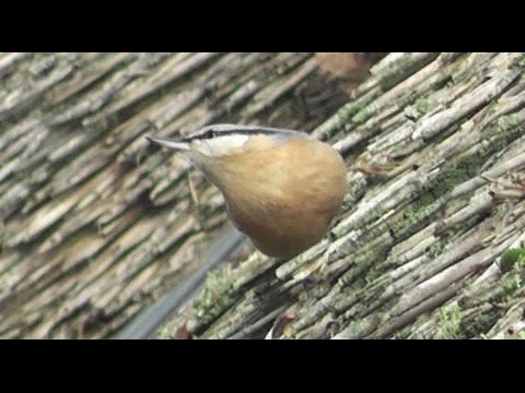 Video: Wie sehen Kleiber aus?