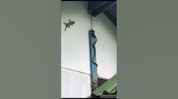 Cuộc Chiến Sinh Tồn Rắn vs Cắc Kè P.6