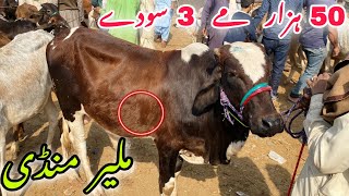 50 Hazar me 3 soday ❤️ | kabhi dekha hai aise soday? | Malir Mandi latest update | cow mandi 2023