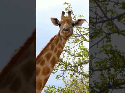 HOW A GIRAFFE