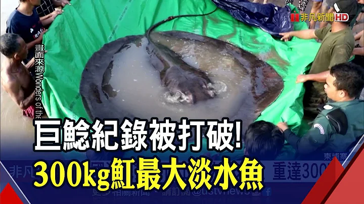 發現史上最大淡水魚!長近4米.重300公斤魔鬼魚驚現湄公河 科學家慶幸!嚴重污染沒傷到它 ｜非凡財經新聞｜20220621 - 天天要聞