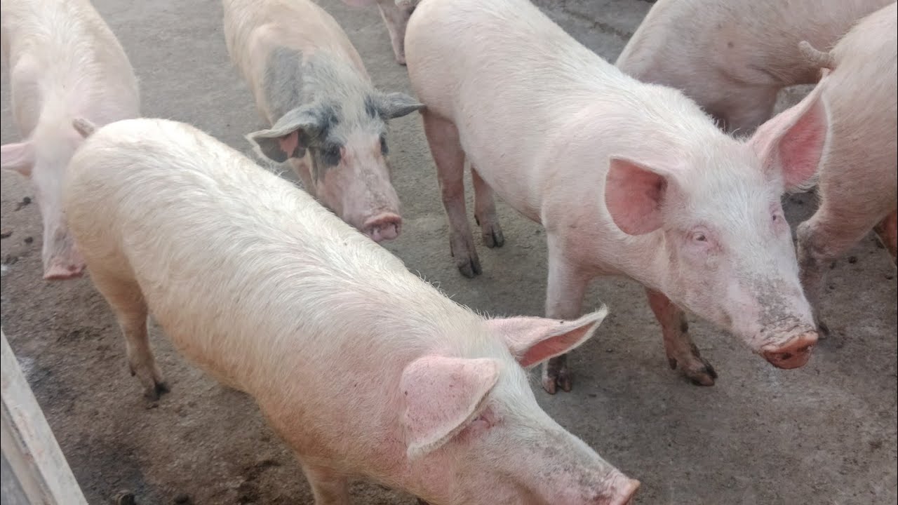 How to build Large white PIG FARM @ODISHAPIGFARM MY NEW 3RD PIG FARM IN ODISHA 9556354031
