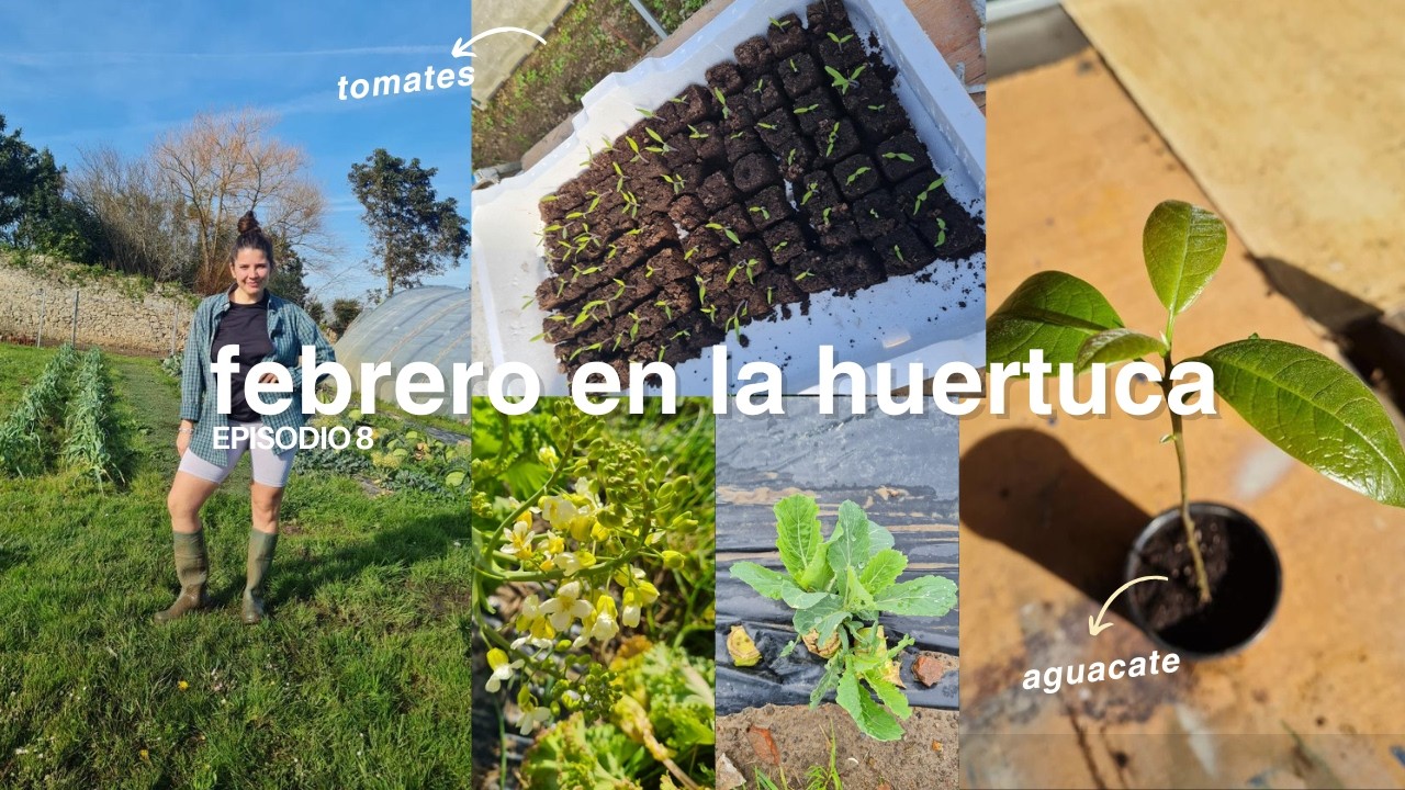 Febrero en nuestra huerta: semilleros, guisantes y un aguacatero🥬🫛👩‍🌾♥️
