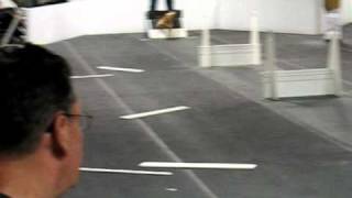 Scream's First Weekend of Flyball w/a NTN pass