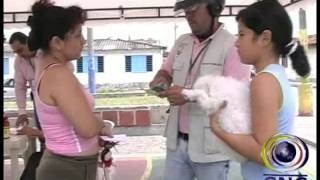 Hoy Viernes Vacunación Gratuita Para Perros Y Gatos