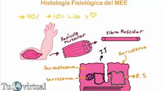 Fisiología - Contracción Muscular (Parte 1) Histología Fisiológica del músculo estriado esquelético