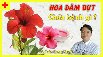Cây HOA DÂM BỤT- Tác dụng chữa bệnh và Cách dùng điều trị hiệu quả- Bác sĩ Quang Nguyên-số 033