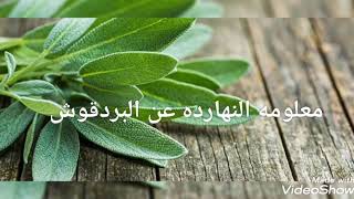 معلومه النهارده عن فوائد وأضرار البردقوش