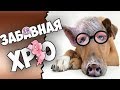 ЗАБАВНАЯ ХРЮСТОМАТИЯ Игры развлечения конкурсы на Новый год Свиньи 2019