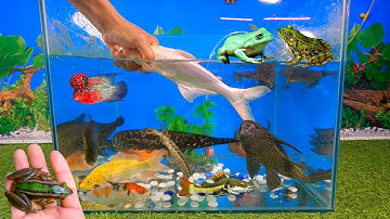 Tổng hợp các video cá cảnh đẹp, động vật dễ thương, cá mập hồng, cá la hán, cá sấu, cá rồng, ếch