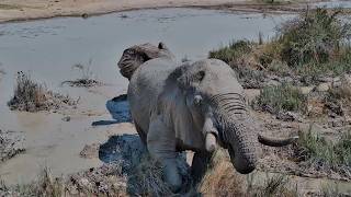 Look at These Huge Kalahari Elephants Covered in Mud!