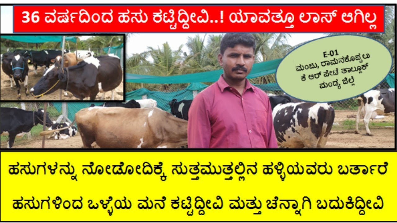 ಹೆಚ್ಚು ಹಾಲು ಕೊಡುವ ಹಸುಗಳನ್ನು ಸಾಕಿದ್ದೀವಿ..! ದಿನಕ್ಕೆ 250 ಲೀ. ಹಾಲಿನಿಂದ 40 ಪರ್ಸೆಂಟ್ ಆದಾಯಸಿಗುತ್ತಿದೆ(E-01)
