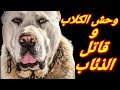 الكانجال التركي اقوي كلب في العالم لا احد يهزم هذا الوحش من الكلاب العملاقة التركية الحقيقية 