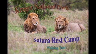 Satara Rest Camp Walking Tour - Let's Walk! - Kruger National Park, South Africa