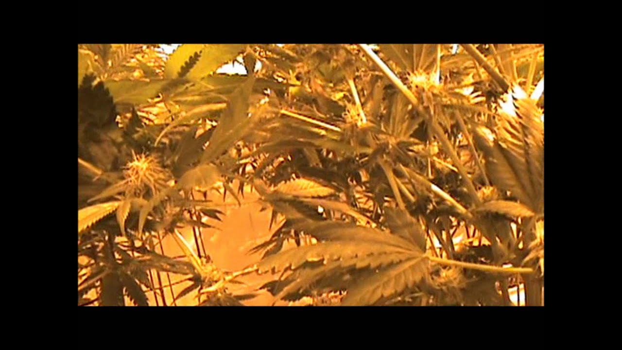 ITC Genetics F1 Test!-Day 35,40,51 of Flower with Advanced Nutrients!!