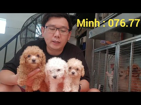 Video Chích ngừa Carre cho 3 bé Poodle con dễ thương . Cute... - youtube
