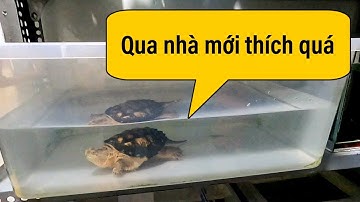 Vlog #101 | Chuyển Nhà Cho Mấy Bé Rùa | Rùa Cá Sấu