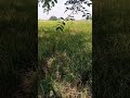 Sawahnya kurang sehat