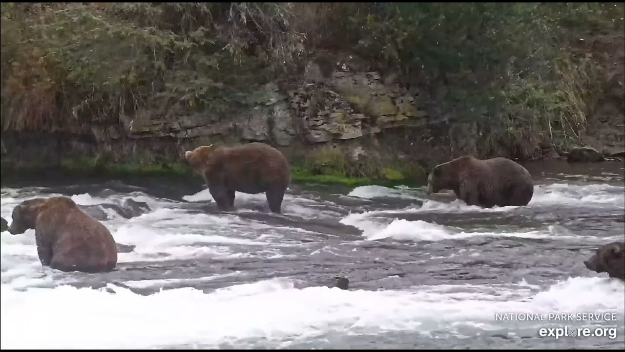 20.9.25 - 164 Bucky - Dominance at Brooks Falls Katmai. 164 Hunt 151 Walker