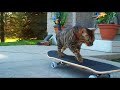 Cat vs Dog: A Trick Contest