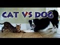 Dog vs. cat trick contest