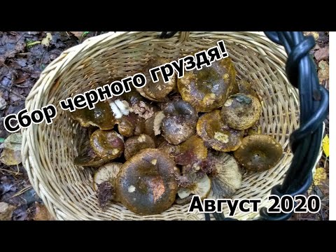 Чёрные грузди пошли массово | Сбор чёрного груздя после дождя | Грибы август 2020