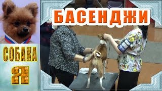 Басенджи, региональная выставка собак в Архангельске, Русский север Басенджи, региональная выставка собак в Архангельске, Русский север