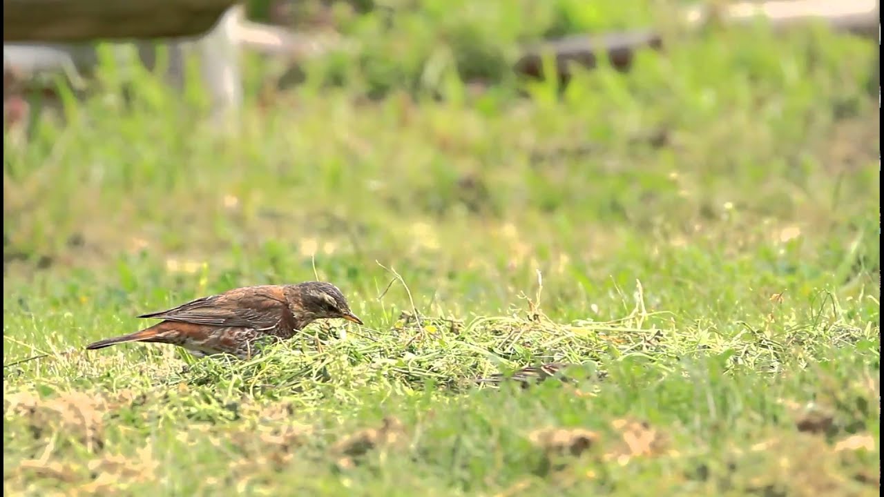 ♪鳥くん野鳥動画（石川県舳倉島）シジョウツグミNaumann's Thrush×Dusky Thrush" 