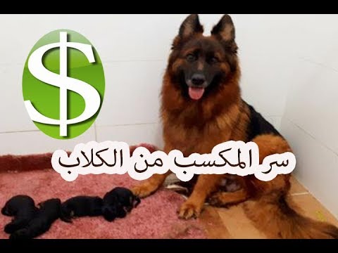 فيديو: كيف تكسب المال من الكلاب