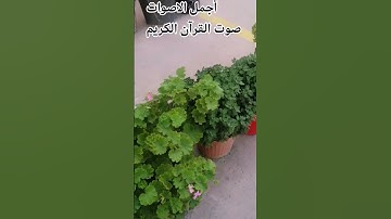 قران كريم بصوت جميل للشيخ عبد الباسط عبد الصمد 🌹❤️♥️🌺 #اكسبلور #cat #المصحف #الرحمن #ا#راحة_نفسية