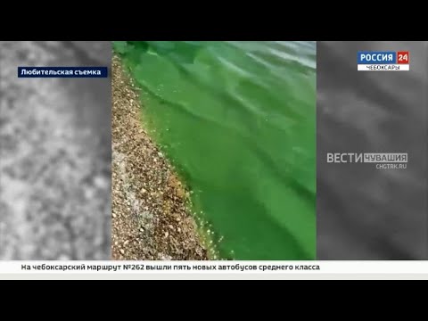 Колонии сине-зеленых водорослей заполонили Волгу в Чувашии