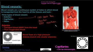 Grade 10 Life Sciences Human Transport System Part 4 Blood Vessels