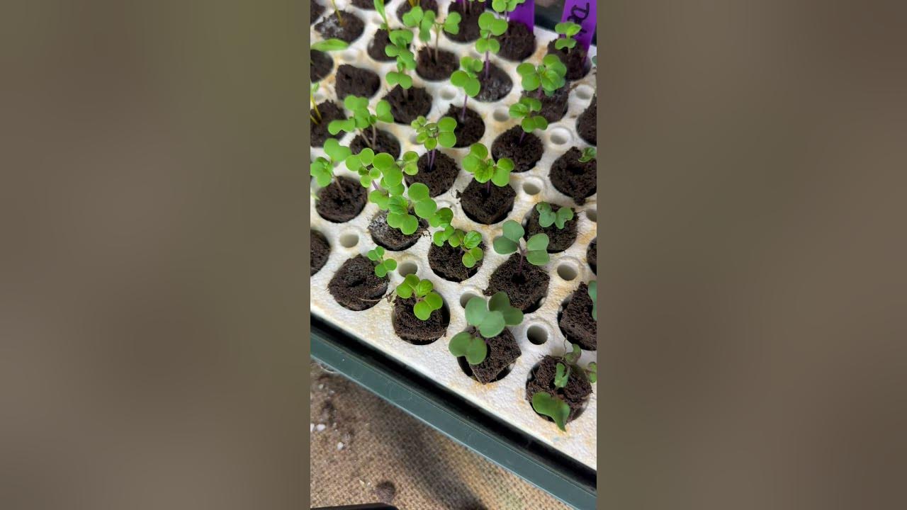 The Easiest Way to Thin Your Seedlings • Gardenary