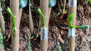 Unique technique for Jackfruit Grafting | how to graft jackfruit tree