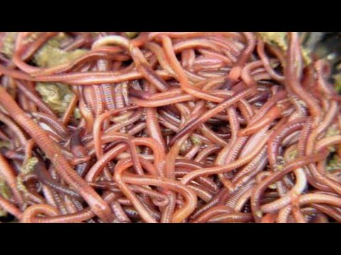 أقوى علاج للقضاء على جميع أنواع الديدان الدبوسية والخطافية والسوطية والاسكارس والخيطية