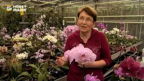 Jaký je správný květináč na orchideje?