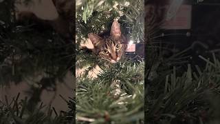 Spot the cat in 5 seconds... 🕵️‍♂️🎄