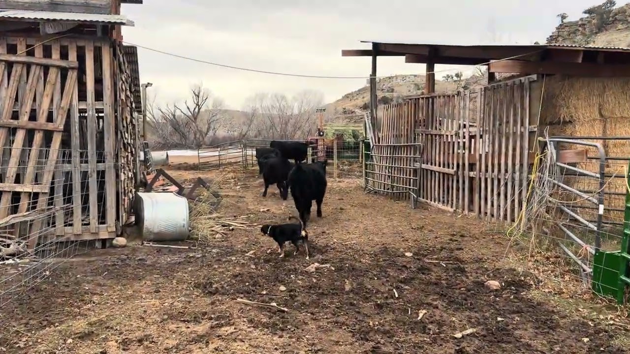 Entlebucher Mountain Dog (Sennenhund) Herding Cows