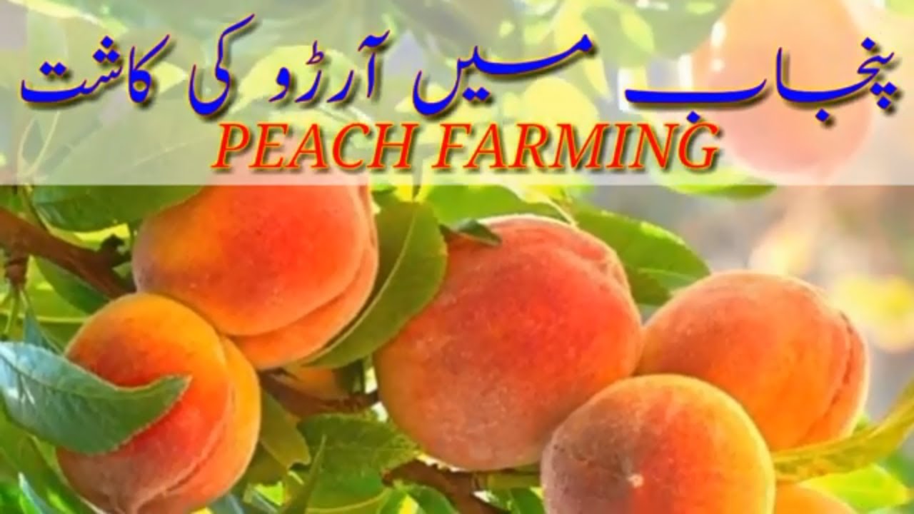 Peach farming Orchard In PunjabAaroo ki kashat آڑو کی کاشت Aroo 