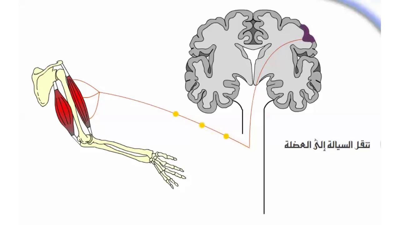 فلاش تعليمي سريع للسنة الرابعة متوسط | نقل السيالة العصبية من الباحة الحركية إلى العضلة