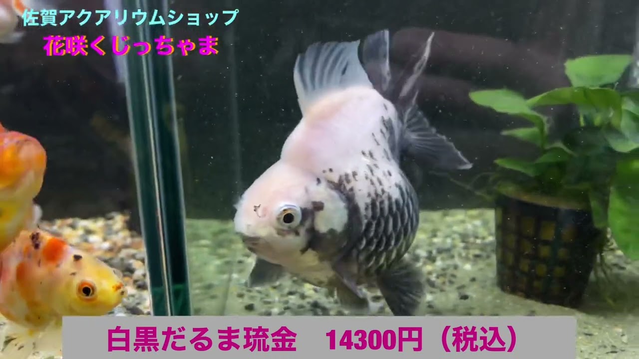 佐賀県の花咲くじっちゃまの金魚入荷情報です 桜錦 ローズテールオランダ 白黒だるま琉金 銀鱗和金 フナ尾 など Youtube