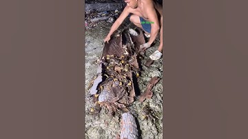 Cá Lớn - cực nhiều CUA ẩn nấp trong cây dừa khô 😱 #khacthuyvlogg
