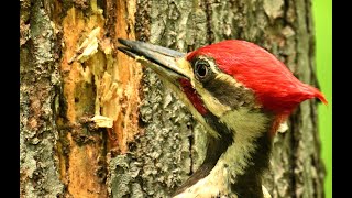 Pileated Woodpecker feeding on Termites!