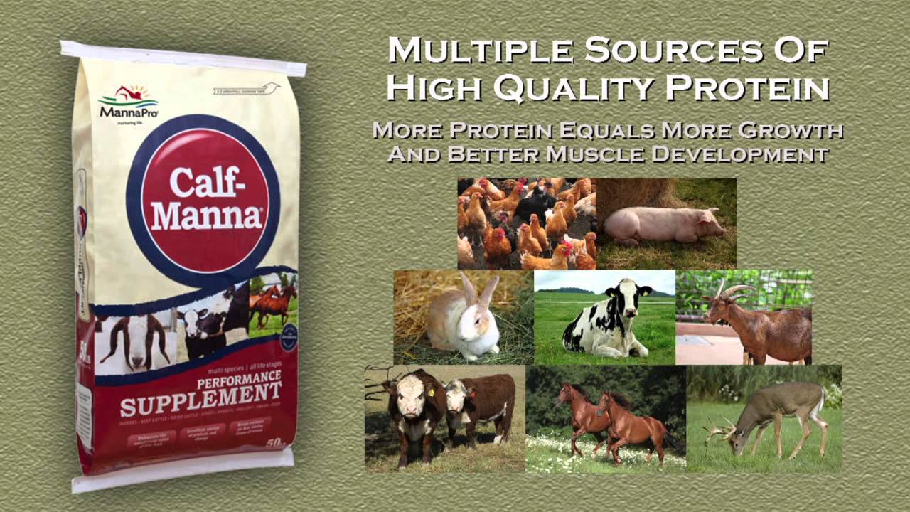 Manna Pro Calf Manna YouTube