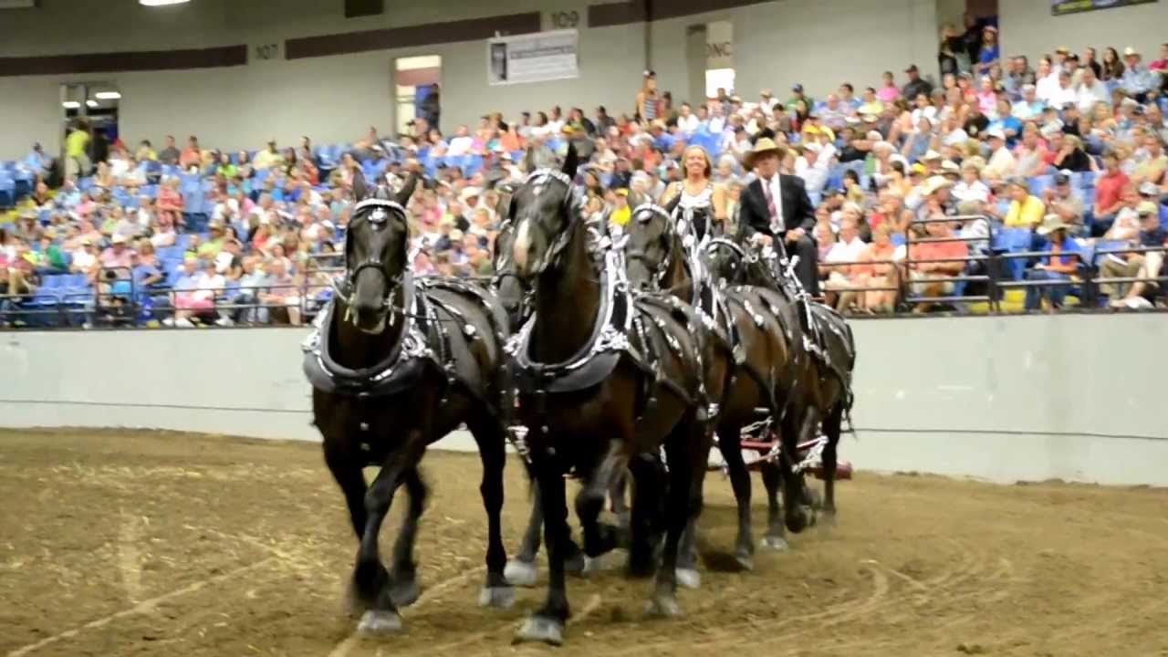 6 Horse Hitch MO State Fair YouTube