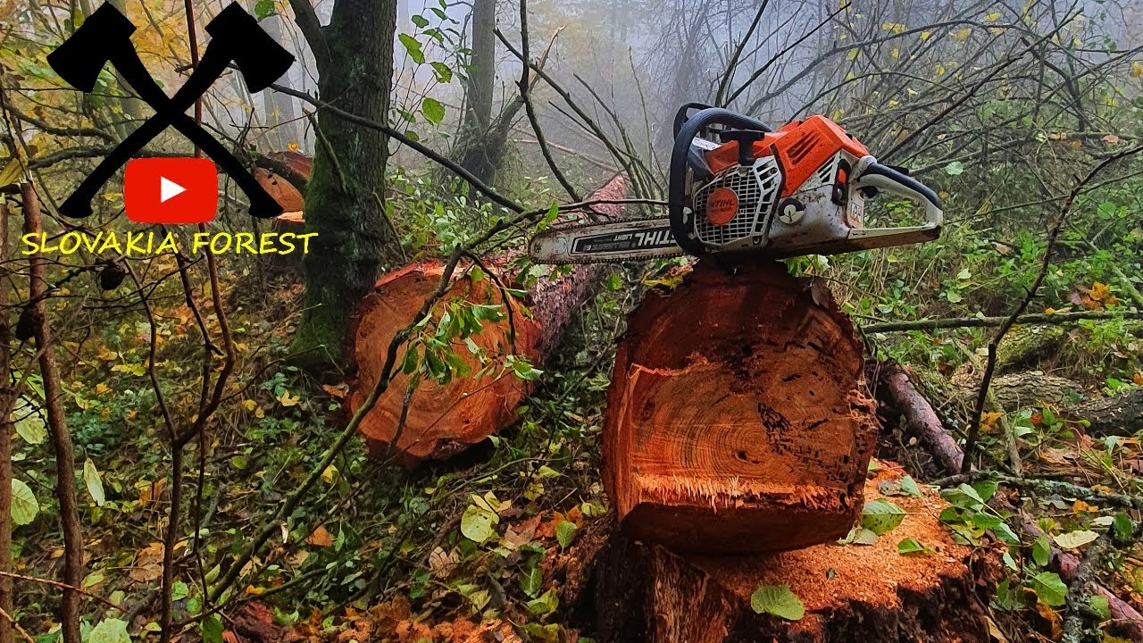 Ťažba dreva - Stihl ms 500i - Tree felling - YouTube