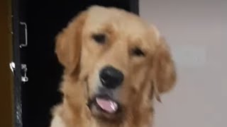 ♥️dog love | golden retriever playing || funny dog video