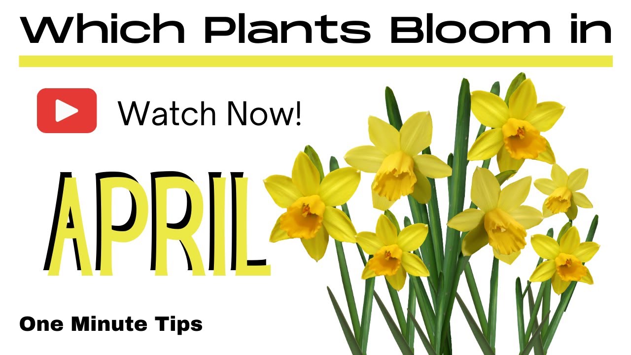 One Minute Tips Garden Which Plants Bloom in April! YouTube
